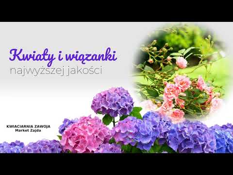 Zobacz filmy filmy