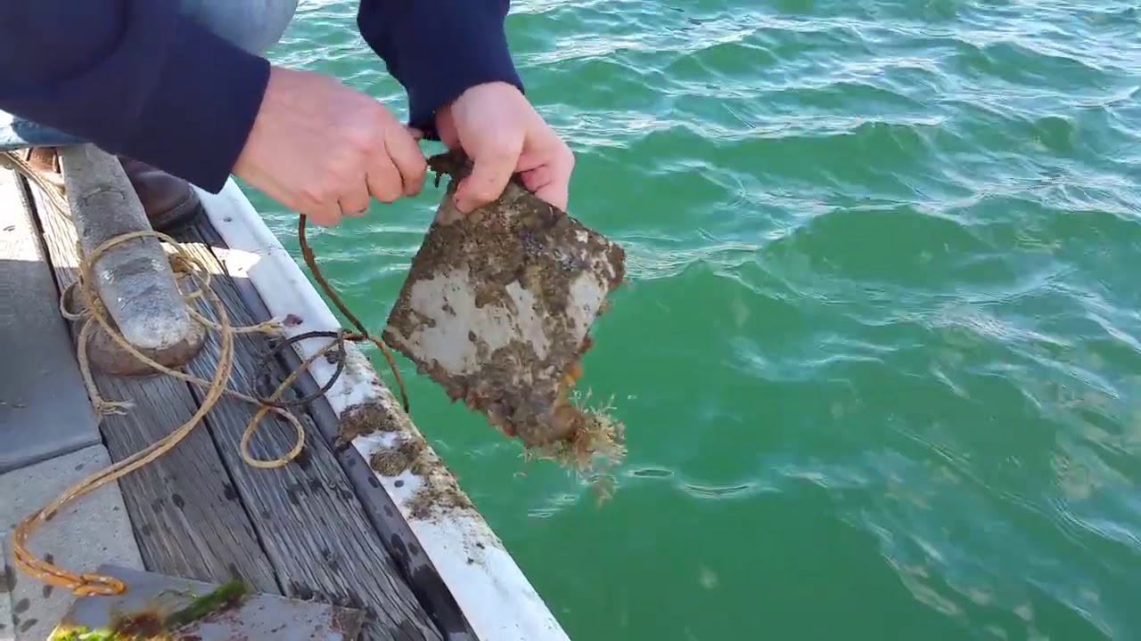 GENTOO Coating - Pacific Ocean Test Protects Against Marine Growth
