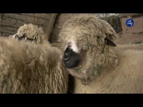, title : 'Пиротско овчарство скупа производња и ниске цене производа'