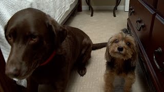 Let your pets roam free in your home!!