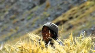 preview picture of video 'Himalayan Adventure Travel with Sudhir Negi of Himalayan Pathfinders'