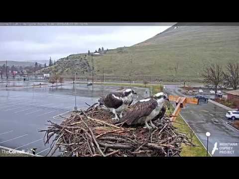 Hellgate Ospreys * Louis Brings a Nice Stick!! * Iris Joins Him * More Bonding XOXO * 4/7/19