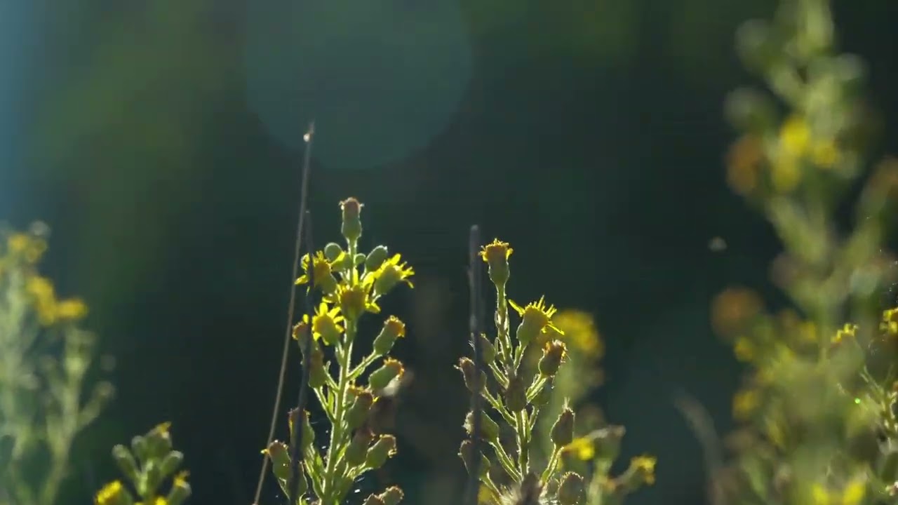 Vídeo do imóvel