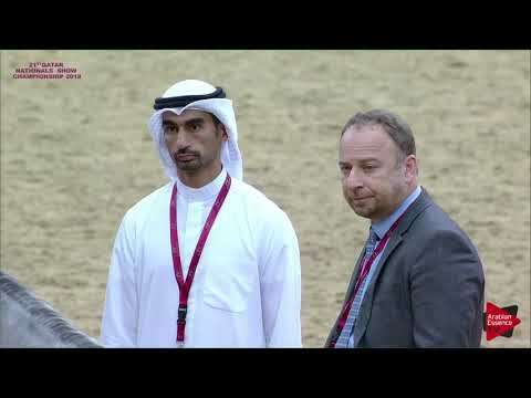N 151 SARAB AL SHAQAB   21st Qatar National 2018   Fillies 2 years old Class 4B