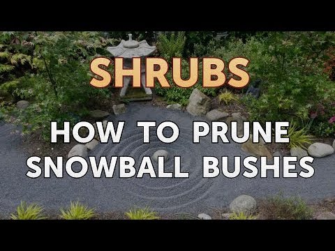 How to Prune a Bottlebrush Shrub
