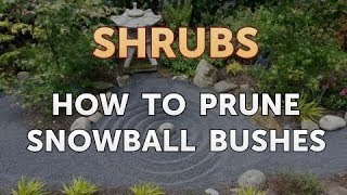 How to Prune Snowball Bushes