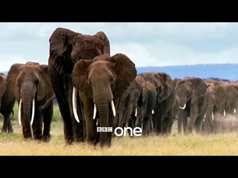 afbeelding Nature's Epic Journeys: Trailer - BBC One