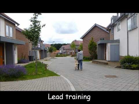 VIP Dog Training Services Residential Training video 1.wmv