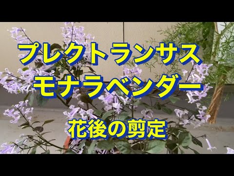 ハープブッシュ、プレクトランサス 植物