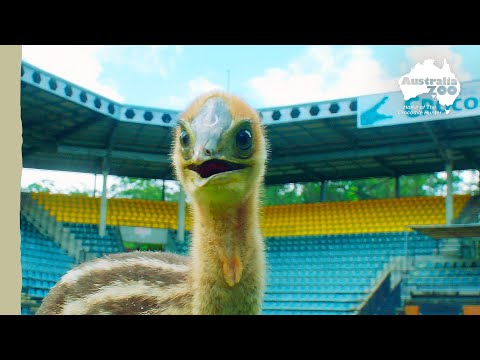 Our southern cassowary's big debut! | Australia Zoo Life