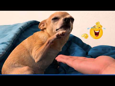 You Can’t Stop Laughing At These Pets 🤣Funny Pets Compilation 🐾