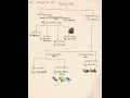 Types Of Cleavage Cleavage Types Developmental Biology