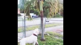 Lily trying to bring down a palm tree