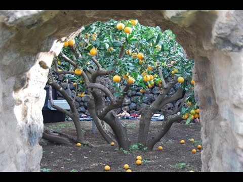 Stuff I Find Interesting 61 - Part II - Pantelleria Walled Gardens, Outsider Art, Dessert Bats