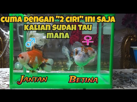 EASY Way to Differentiate Male & Female Goldfish || how to distinguish the sex of goldfish