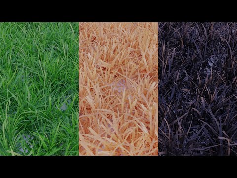 Procedural Nodes (part 61) - Procedural Grass Texture in Blender