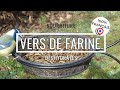 VERS DE FARINE - INSECTES Nature Market Nourritures VERS DE FARINE - INSECTES Nature Market Nourritures