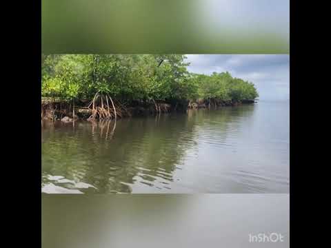 Fishing in Pohnpei be like 2021