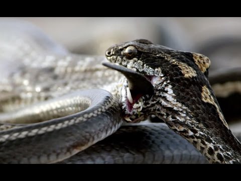 Another Marine Iguana Tried To Escape Snakes, And This One Wasn't So Lucky