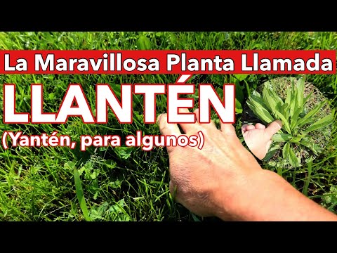 , title : 'El Llantén Una Maravilla de la Naturaleza (Plantago/Yantén) #redreivindicandohierbassilvestres'