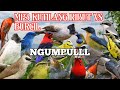 MP3 Suara Pikat Kutilang Ribut Kombinasi Vs Burcil Paling Ganas