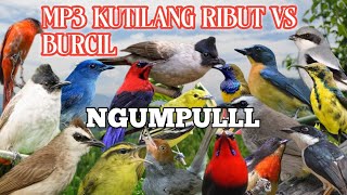 Download lagu MP3 Suara  Pikat Kutilang  Ribut kombinasi vs Burcil  Paling Ganas mp3