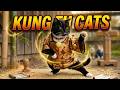 Meet The Kung Fu Cats