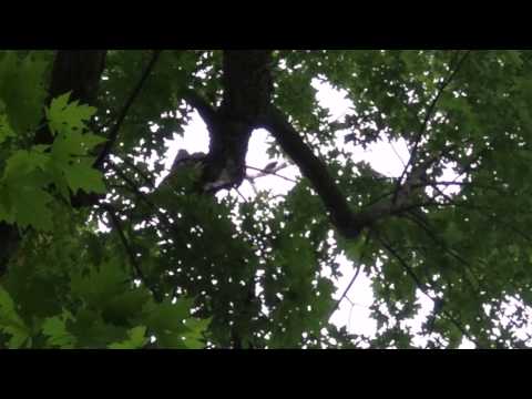 Large Female Ladder-back Woodpecker