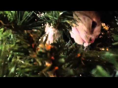 Kitten Meets A Christmas Tree!