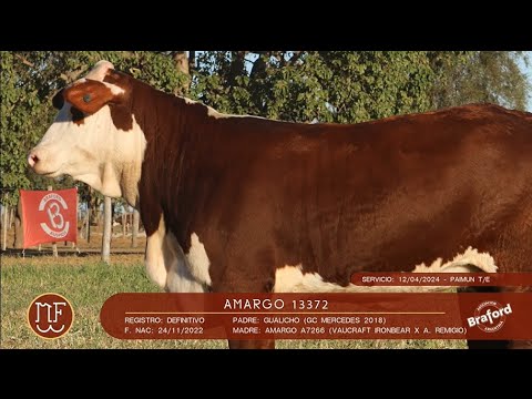 C 57 - AMARGO 13372