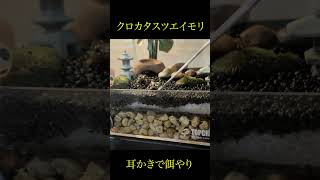 イモリちゃんに餌やり #爬虫類 #イモリ #イモリウム