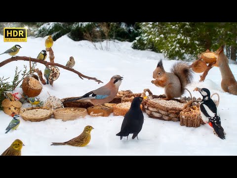 Cat TV for Cats to Watch😻 Countless Little Birds and their Squirrel Friends🕊️🐿️ 10 hours 4K (HDR)