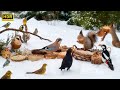 Cat TV For Cats To Watch Countless Little Birds And Their Squirrel Friends ️ ️ 10 Hours 4K HDR