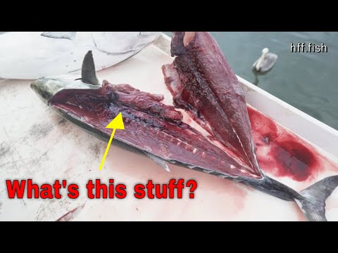Are BONITO trash fish? The answer will surprise you!