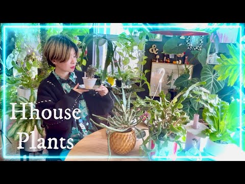園芸 冬に室内植物を育てる