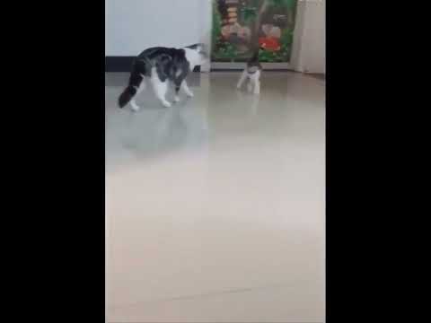 funniest animal videos of 2022 - funny golden retriever dogs and cutest golden puppies  V.18142 #fu