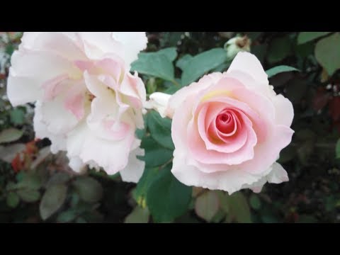 download lagu mp3 mp4 Rosal Charles Aznavour, download lagu Rosal Charles Aznavour gratis, unduh video klip Rosal Charles Aznavour