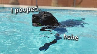 LABRADOR PLAYS IN THE POOL!!