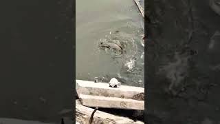 Bigsize Gaint Catfish🎣🐠 #shorts #ytshort #trending #viralvideo #foodie #fishing #hunting #love#enjoy