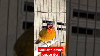 Download lagu kutilang emas gacor dor mp3