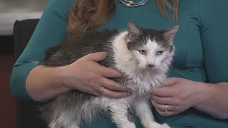 Cat Haven holding open house