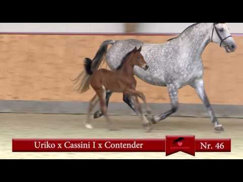 46 Uriko-Cassini I-Contender