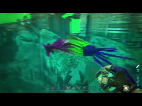 Ark tusoteuthis hatching