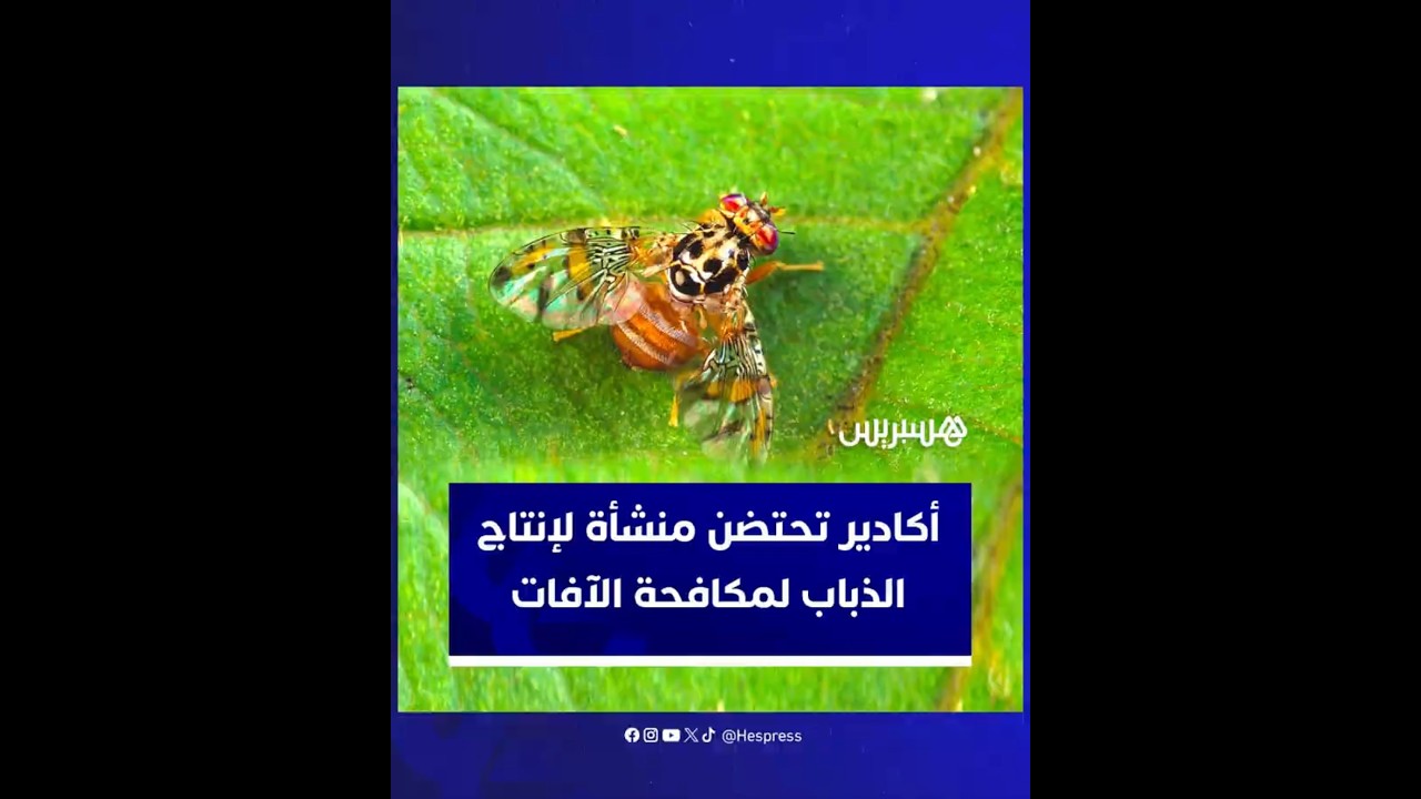 لمكافحة الآفات الزراعية.. أكادير تحتضن منشأة لإنتاج الذباب thumbnail
