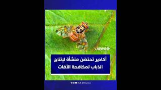 لمكافحة الآفات الزراعية.. أكادير تحتضن منشأة لإنتاج الذباب thumbnail