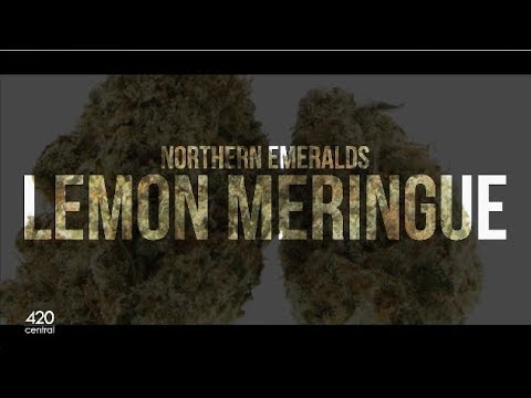 Lemon Meringue by Northern Emeralds - Strain Review | 420 Central