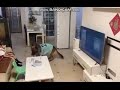 Perro Espía