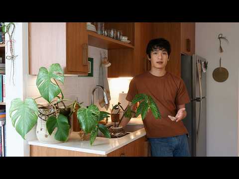 Day of Plant Care | Nursery run, repotting, and life updates… moving?