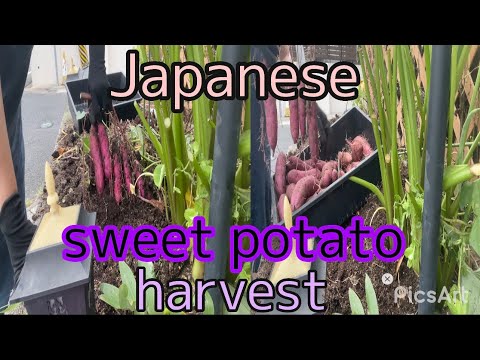 Japanese sweet potato harvest