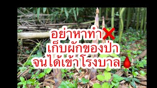เก็บผักป่าจนได้เข้าโรงบาล❌แพ้ผักป่าเป็นพิษ⁉️ อย่าหาทำอีก🩸เก็บของป่าให้ดูดีๆ